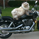Illustration for article titled Motorcyclists
